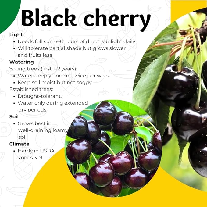 2 Black Cherry Trees Live Plants Sweet Cherry Plants Live Fruit Tree Bareroots Dormant 12-18 Inch Height Wild Black Cherry Seedling for Planting Home Garden