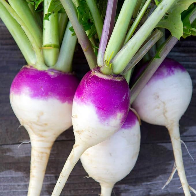 Outsidepride Purple Top Turnip Seeds - 5 Lbs High-Yield High Protein Turnip Seed Ideal Cover Crop for Forage Grazing Livestock High Energy Deer Food Plot &amp Soil Improvement