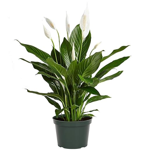 Professional Nursery Grade Peace Lily Fertilizer 4 LB 6 Month Slow Release Spathiphyllum Plant Food