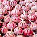1 Lb Chesnok Red Garlic Bulbs for Planting 8 Hardy Garlic Bulbs for Planting Home Vegetable Garden or Raised Beds Hardneck Garlic Bulbs