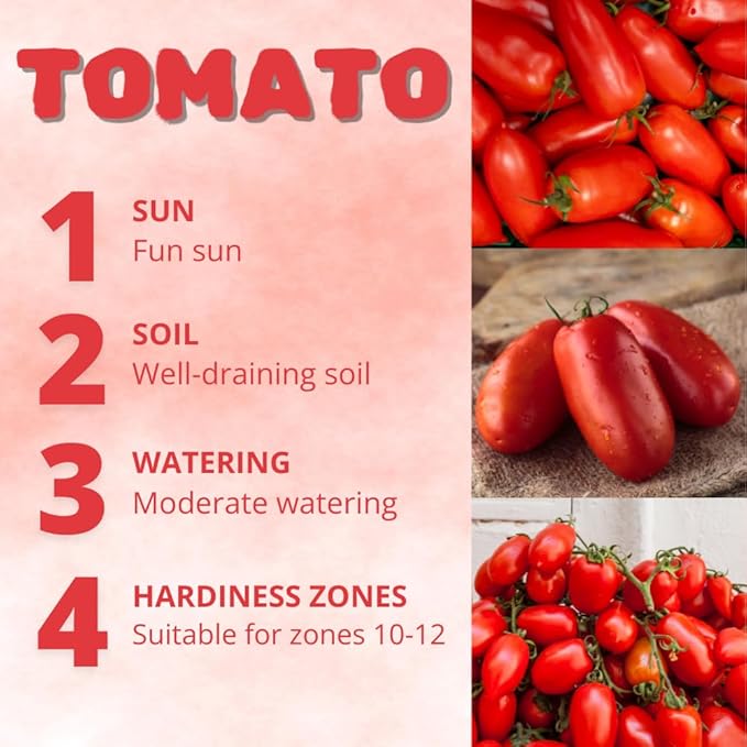 Red Tomato Live Plant Tomato Plant Live Long Red Sweet Fruit Plants from 4-7 Inches in Height 4 Inch Pot for Growing