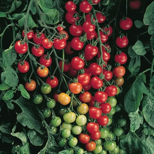 Wallace Organic Wonder Super Grow Your Tomatoes Vegetable Flowers and Herbs Kit