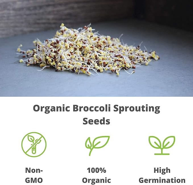 Handy Pantry Broccoli Sprouts Seed Organic- 1 Lb - Non-GMO Organic Broccoli Seeds for Sprouting Microgreens Sprouting Seeds Contain Sulforaphane