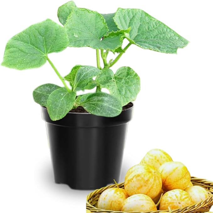 2 Lemon Cucumber Plants Live 3 to 5 Inches Tall Cucumber Starter Plants for Planting 4 Inch Pot Vegetable Plant