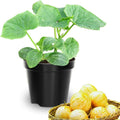 2 Lemon Cucumber Plants Live 3 to 5 Inches Tall Cucumber Starter Plants for Planting 4 Inch Pot Vegetable Plant