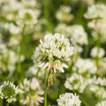 White Dutch Clover Seeds - 1 Lb - Lawn Pasture &amp Cover Crop Seeds by Mountain Valley Seed Company…