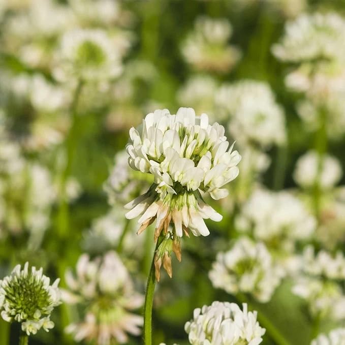 White Dutch Clover Seeds - 1 Lb - Lawn Pasture &amp Cover Crop Seeds by Mountain Valley Seed Company…