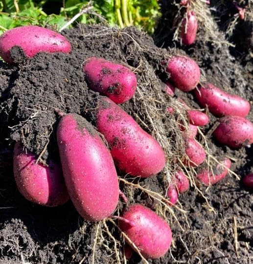TomorrowSeeds - PRE-Order Now! Ships April 2026 - Red French Fingerling Seed Potatoes Seeds - 15 Pounds - for 2026 Planting Certified for Growers Organic Red Skinned Tuber Garden Growing Planting
