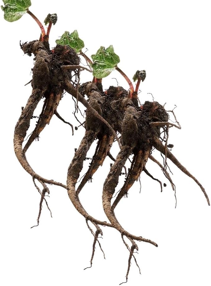 5 Rhubarb Plants Roots for Planting Rhubarb Plants Live Roots for Planting Gardening Outdoor Indoor Backyard Gardens 3 to 5 Inc Tall
