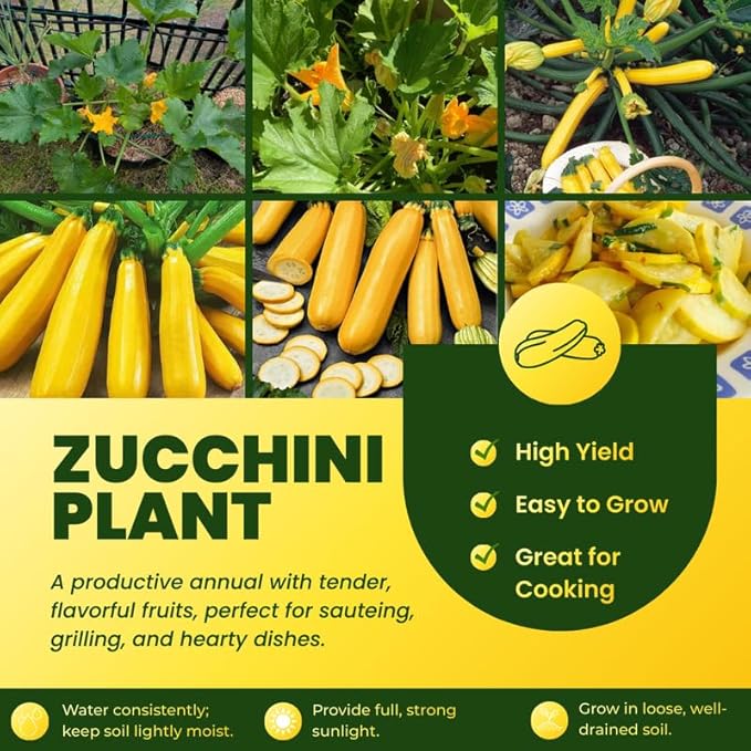 2 Yellow Zucchini Plants Live for Planting Squash Plants Live for Planting 4 to 6 Inches Tall