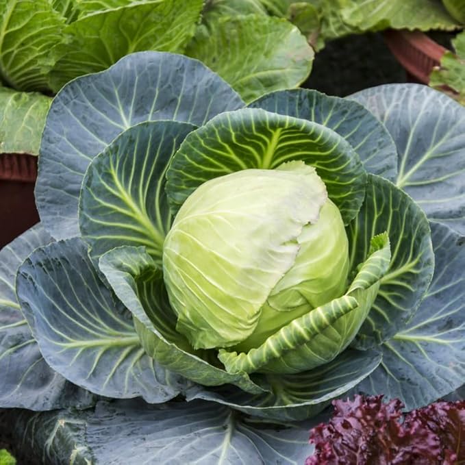 Set 2 Cabbage Plants 4 Inch Pot Cold Harrdy Cabbage Vegetable Plant for Indoor Outdoor Garden