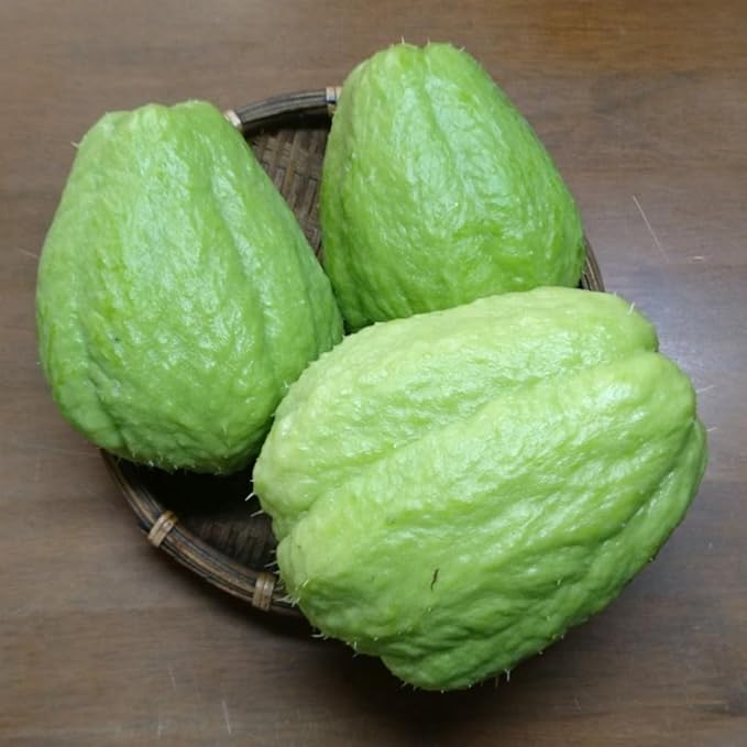 Chayote Squash Plant Live Chayote Plant Edible Vegetable Vine Plants 7 to 9 Inc Tall Gallon Pot Outdoor Indoor Garden