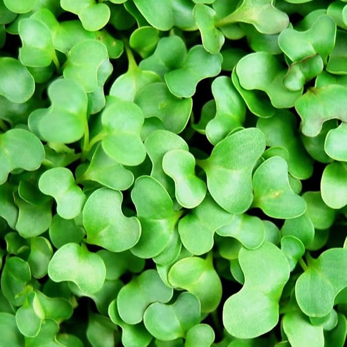 Vates Collard Green Seeds: 1 Lb - Non-GMO Vegetable Garden &amp Micro Greens Seeds