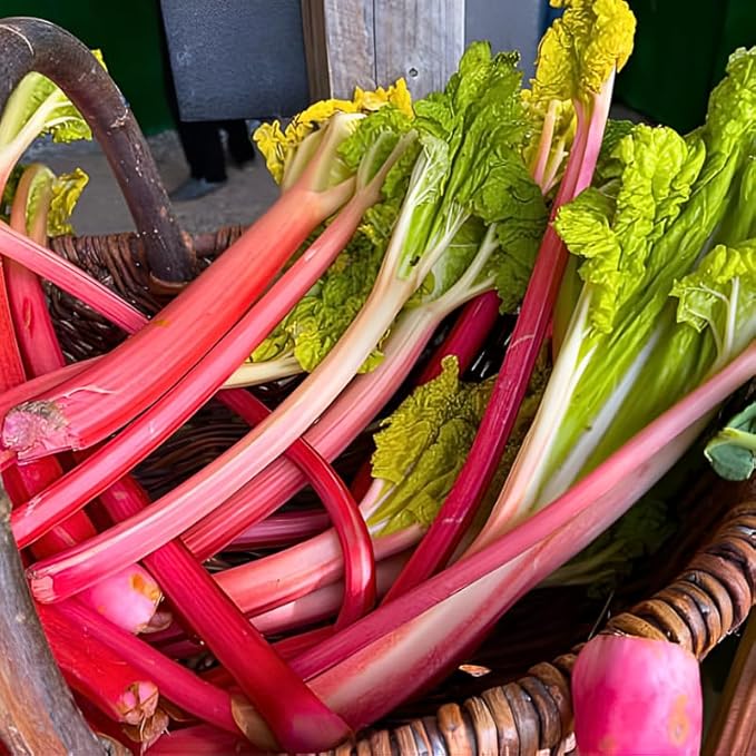 4 Large Rhubarb Crown Plants Fast-Growing Rhubarb Plants Root for Planting Big Size 6-7 Inch Crown Hardy Rhubarb Roots with High Yields and Giant Red Stalks