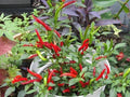 Thai Red Hot Pepper Organic Live Plant (2 Pack)