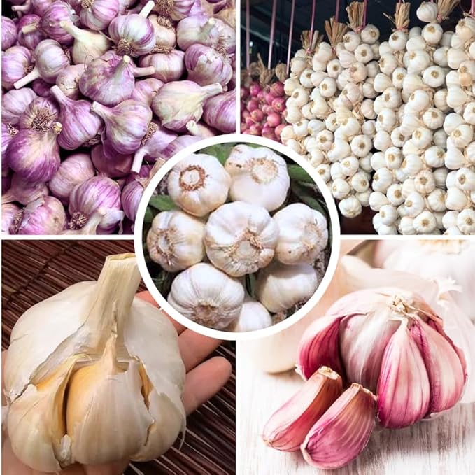 1 Pound Random Hardneck Garlic Bulbs for Planting Fresh High-Yield Hardy Garlic for Garden or Container Growing