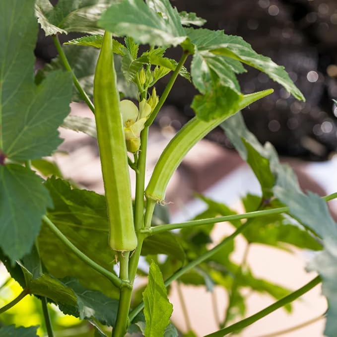 Set 2 Live Green Okra Plants 4 to 6 Inches Tall 4 Inches Pot Okra Vegetable Plants Live Potted for Planting Outdoor