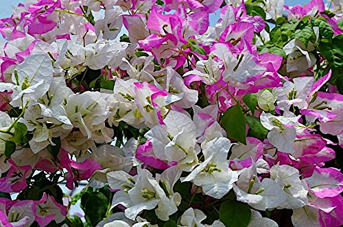 Bougainvillea Fertilizer by Nelson Plant Food