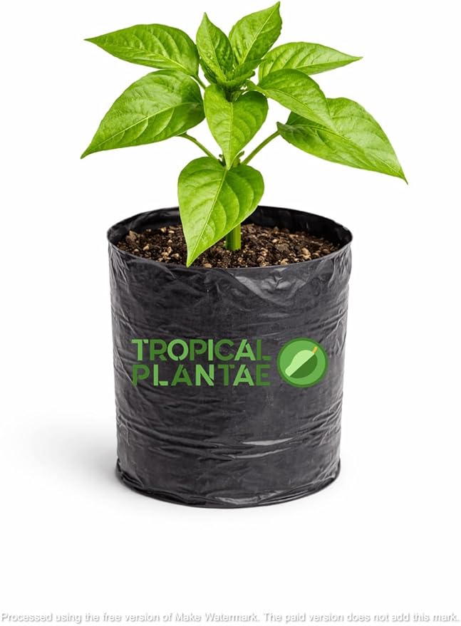 Bell Pepper Plant – Live Vegetable Plant - USDA Certified