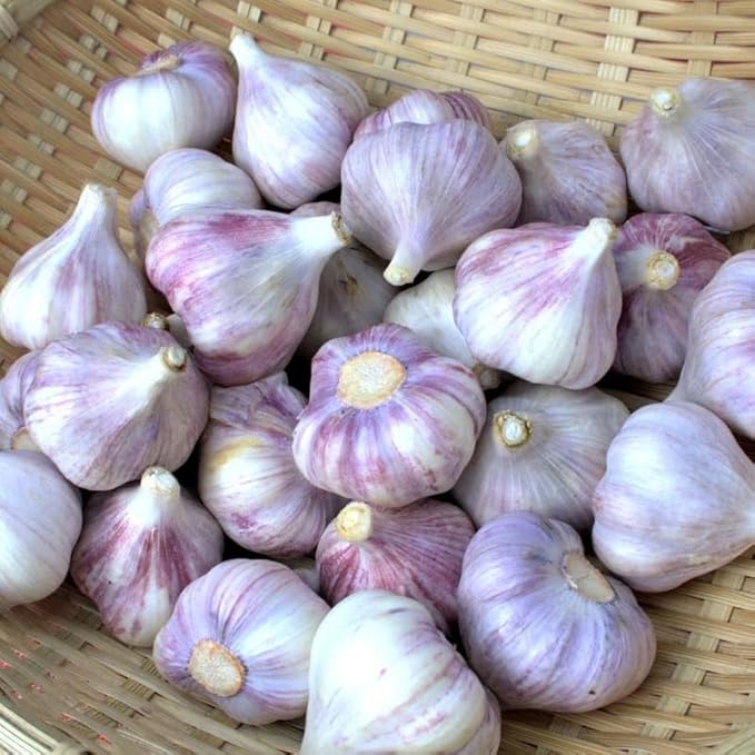 1 Lb Purple Stripe Garlic Bulbs for Planting 8 Hardy Garlic Bulbs for Planting Home Vegetable Garden or Raised Beds Hardneck Garlic Bulbs