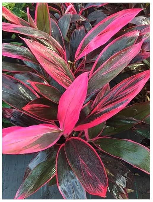 Professional Nursery Grade Cordyline fruticosa Hawaiian Ti Plant Fertilizer 4 LB Six Month Slow Release Plant Food