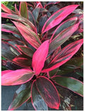 Professional Nursery Grade Cordyline fruticosa Hawaiian Ti Plant Fertilizer 4 LB Six Month Slow Release Plant Food