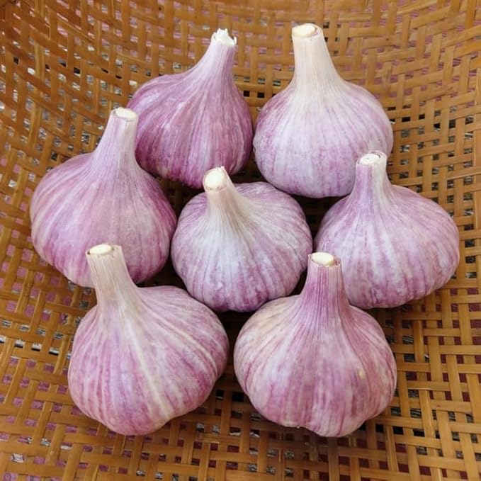1 Pound Purple Hardneck Garlic Bulbs for Planting Fresh High-Yield Hardy Garlic for Garden or Container Growing