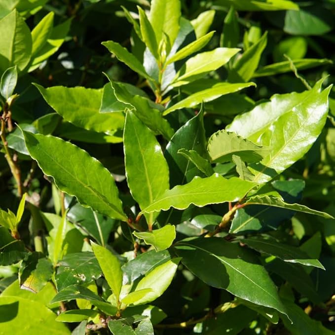 Bay Leaf Plant 5-8 Inch Tall Bay Leaf Tree Live Plant for Indoor Outdoor Garden 4 Inch Pot