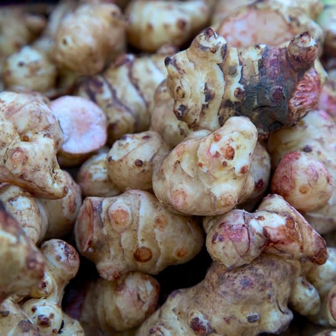1 Lb Tubers Jerusalem Artichokes Sunchokes Bulbs Vegetable Jerusalem Artichokes Bulbs Tubers for Planting
