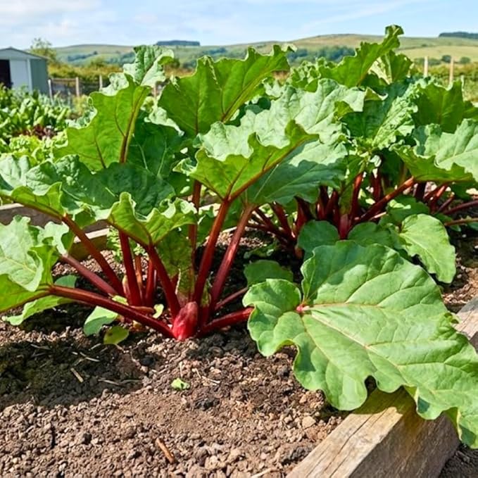 4 Large Rhubarb Crown Plants Fast-Growing Rhubarb Plants Root for Planting Big Size 6-7 Inch Crown Hardy Rhubarb Roots with High Yields and Giant Red Stalks