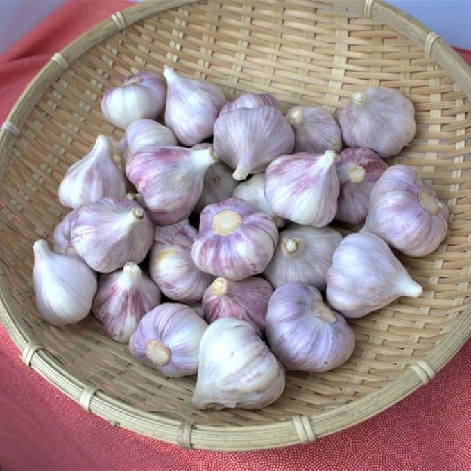 1 Pound Purple Hardneck Garlic Bulbs for Planting Fresh High-Yield Hardy Garlic for Garden or Container Growing