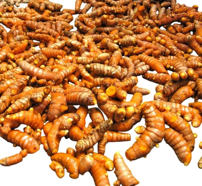 15 Fresh Turmeric Roots for Planting Golden Orange Turmeric Ginger Whole Perennial Herb