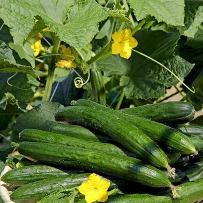 2 Green Cucumber Plants Live for Planting Live Cucumber Plants for Planting 4 to 7 Inches Tall Vegetable Plant