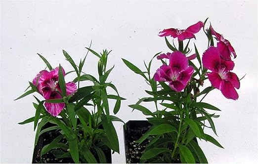 Natural Alternative 5-5-5 All-Purpose Starter Plant Food 6.5lb. Jug (55500)