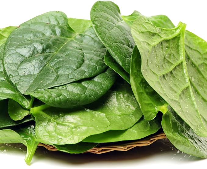 Live Malabar Spinach Plant Potted 5 to 7 Inch Long Vegetable Plant Live for Gardening Outdoor