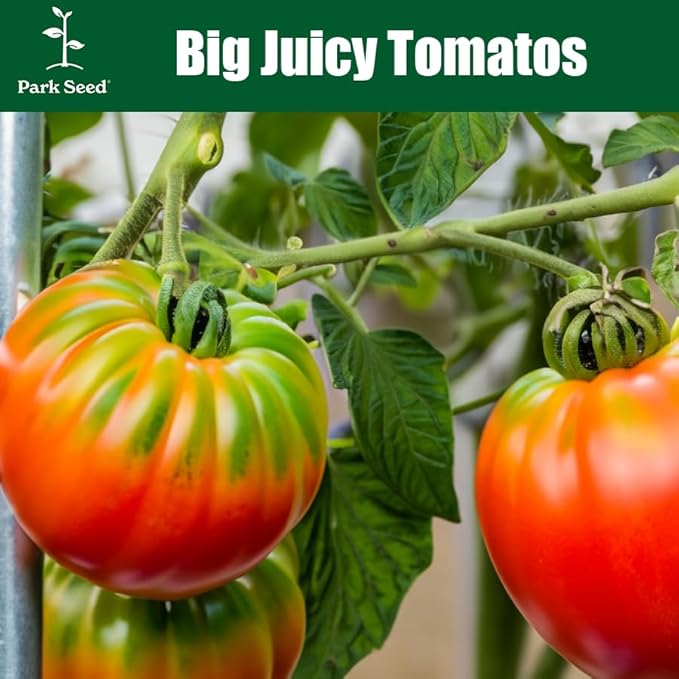 Park Seed Variety of Tomato Seeds Planting Vegetables Easy to Grow Non-GMO Perfect for Harvesting Beefmaster Hybrid Pack of 1000