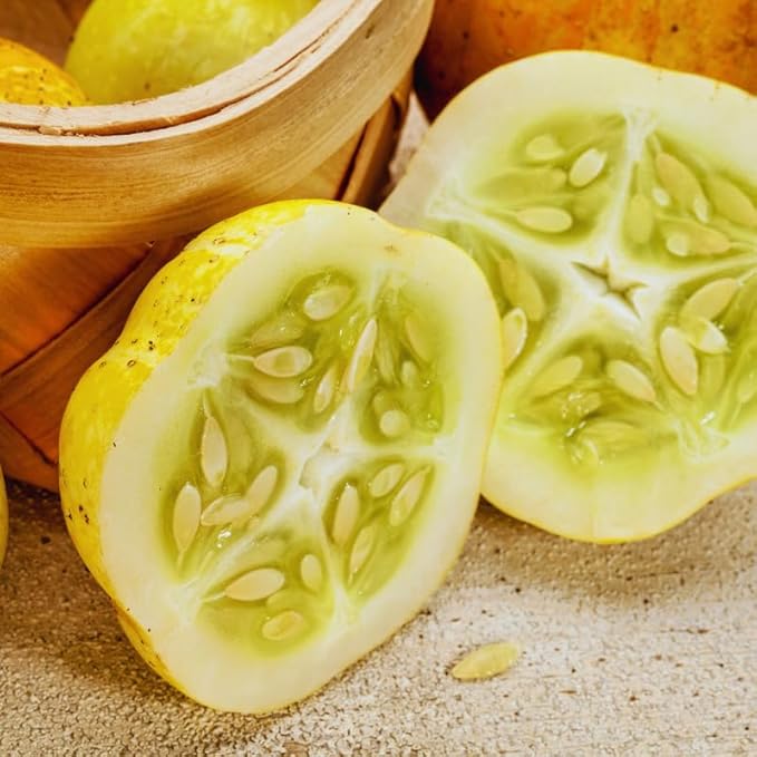2 Lemon Cucumber Plants Live for Planting Live Cucumber Plants for Planting 4 to 7 Inches Tall Vegetable Plant