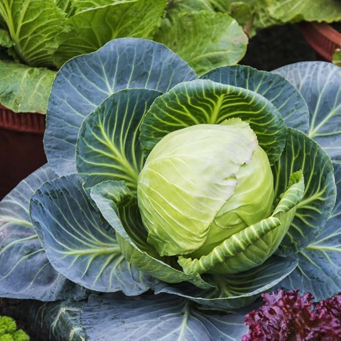 Cabbage Plant Live for Gardening Cabbage Live Plants Vegetable Plant Pot from 3 Inc Tall 4 Inc Pot
