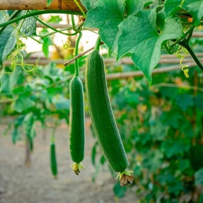 Luffa Plant 4 Inch Pot 2 Smooth Luffa Plants in a Pot 4 to 8 Inch Tall Loofa Gourd Vegetable Seedings