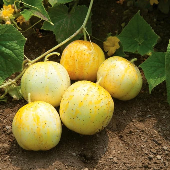 2 Lemon Cucumber Plants Live 3 to 5 Inches Tall Cucumber Starter Plants for Planting 4 Inch Pot Vegetable Plant