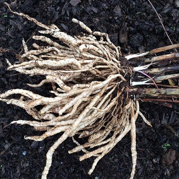 Perennial 25+ Skirret Seeds Zones 4-9 Organic