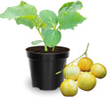 2 Lemon Cucumber Plants Live 4 Inches Pot 3 Inc to 5 Inches in Height Cucumber Starter Plants Cucumber Live Plants