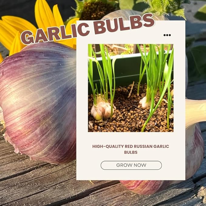 1 Pound Red Hardneck Garlic Bulbs for Planting Fresh High-Yield Hardy Garlic for Garden or Container Growing
