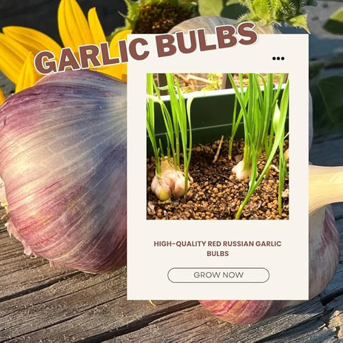 1 Lb Red Garlic Bulbs for Planting 8 Hardy Garlic Bulbs for Planting Home Vegetable Garden or Raised Beds Hardneck Garlic Bulbs