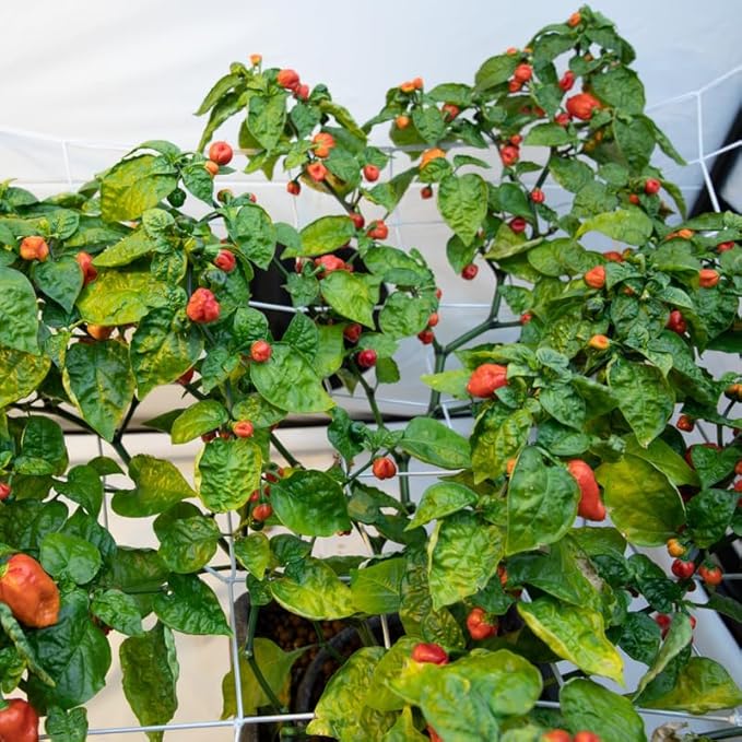Pack 2 Red Carolina Reaper Pepper Live Plants Carolina Reaper Plants Live Carolina Reaper Pepper Plant Carolina Reaper Seedlings for Growing 80 Days Old Plants