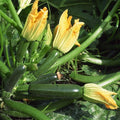 Green Zucchini Plants Live Summer Squash Plant 2 Plants in 4 Inch Pot 3 to 6 Inch Tall Seedlings for Planting Outdoor Garden