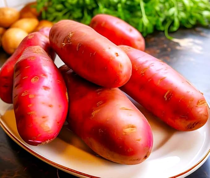 TomorrowSeeds - PRE-Order Now! Ships April 2026 - Red French Fingerling Seed Potatoes Seeds - 5 Pounds - for 2026 Planting Certified for Growers Organic Red Skinned Tuber Garden Growing Planting