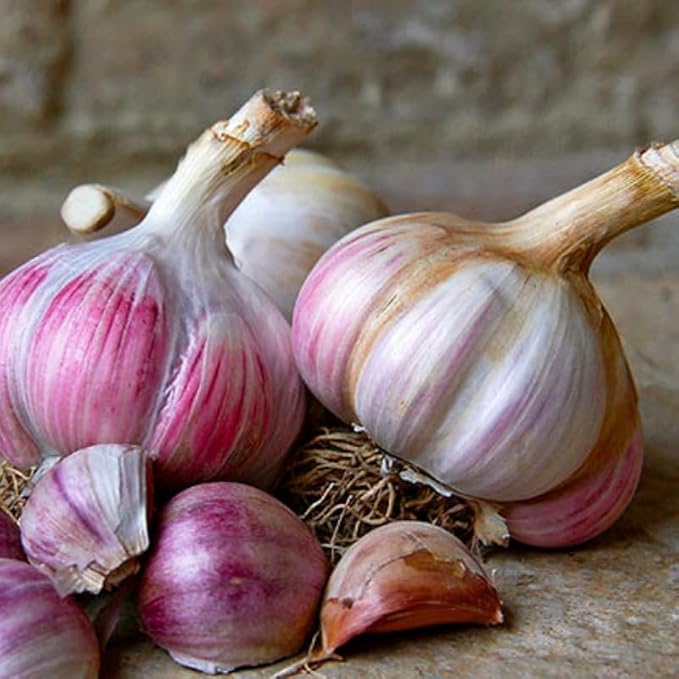 1 Pound Red Hardneck Garlic Bulbs for Planting Fresh High-Yield Hardy Garlic for Garden or Container Growing