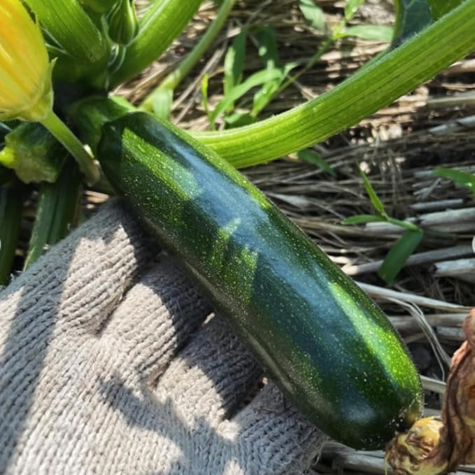 2 Green Squash Plants Live 4 to 6 Inch Tall Squash Zucchini Plants Gardening