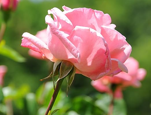 Dripworks Premium/Customized Rose &amp Shrub Irrigation Kit for Watering Roses &amp Shrubs - Waters Upto 15 Rose Plants | Agricultural Grade Components | Trusted Brand Since 1991